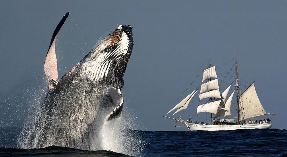 Humpback Whale breaching beside a tall ship whale watching cruise in Sydney