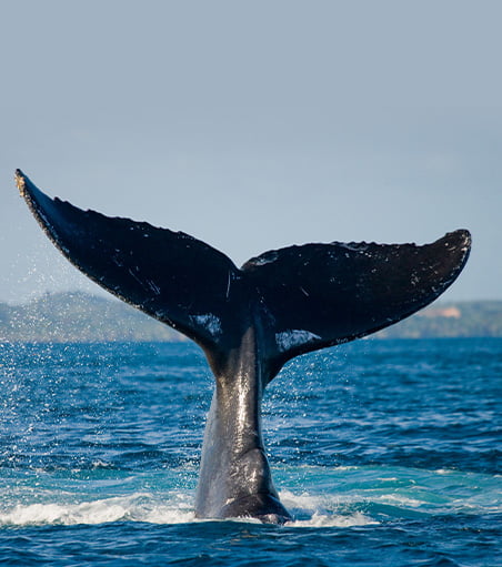 Watch the colossal Humpback Whales in their element aboard a classic Tall Ship cruise.