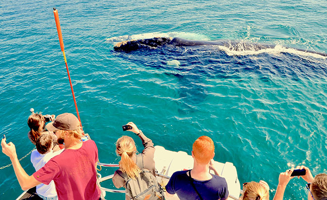 sniffles cruise website