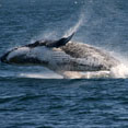 Whale watching Cruises