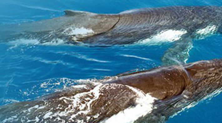 4Hr Whale Watching BBQ Lunch Cruise