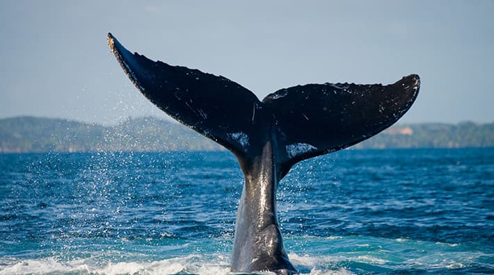 Witness the migrating whales in their natural habitat from the comfort of a classic tall ship.