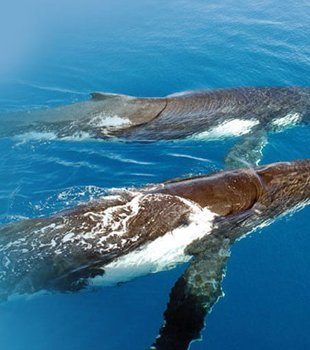 OZ Whale Watching Cruise Sydney Harbour Lunch